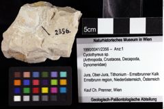 Foto (Objket + Etiketten) von Cyclothyreus sp. 